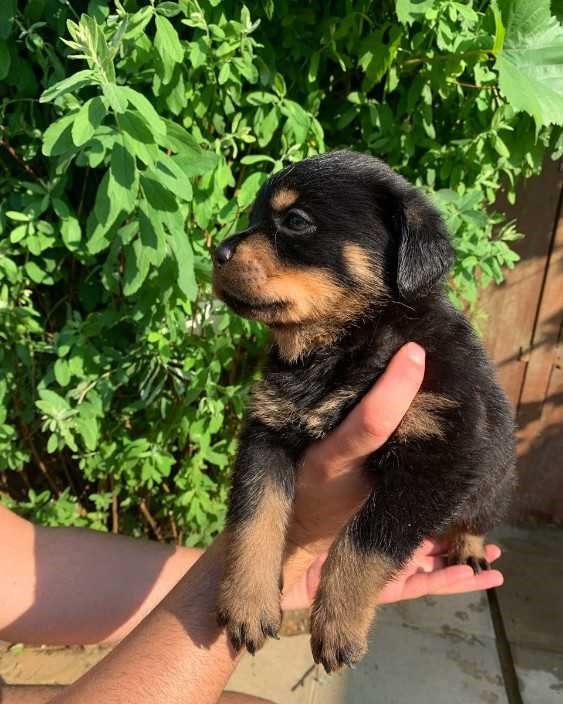Chiots rottweillers pedigré