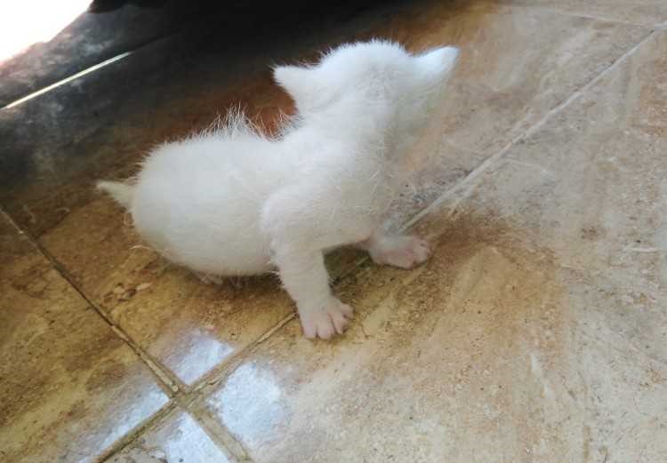 Chatton angaura pure