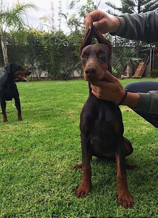 Doberman femelle pedigree