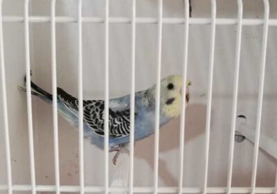 2011459