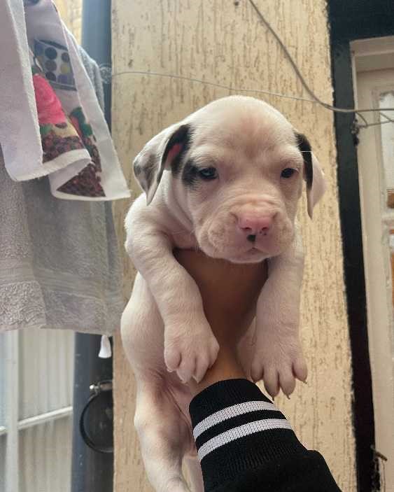 Dog argontino female