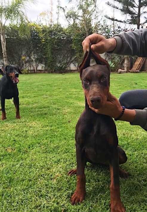 Doberman femelle pedigree