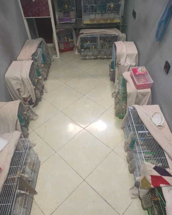 طيور كناري مزلج أصفر