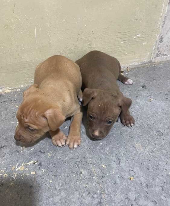 Pitbull