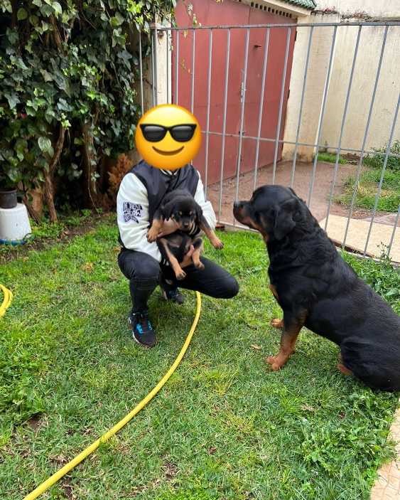 Rottweiler Pedigree