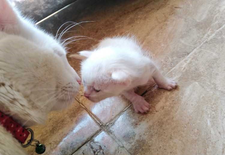 Chatton angaura pure