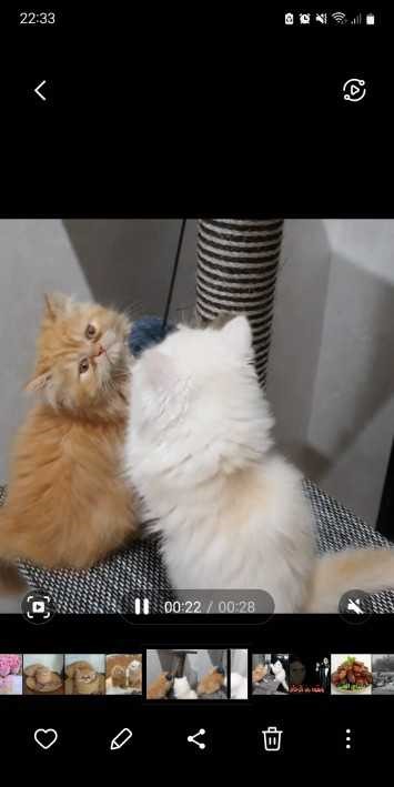 3 chatons Persans Imalayens