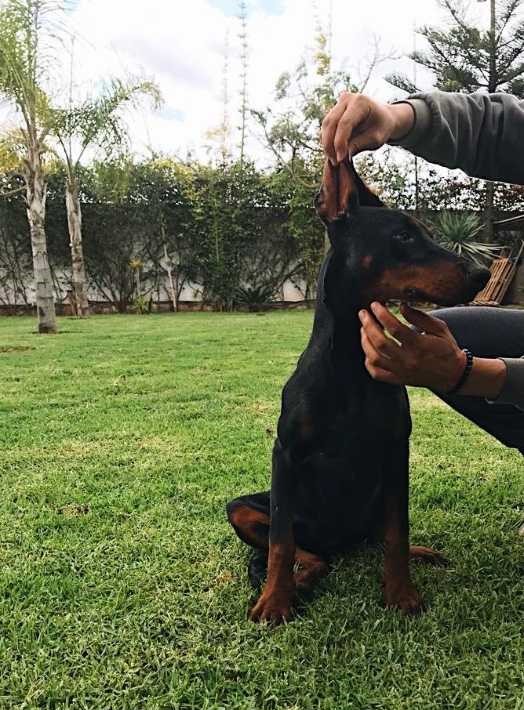 Doberman femelle pedigree