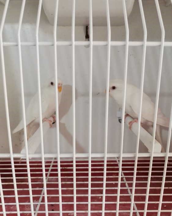 Perruche Albino et lutino et crimino