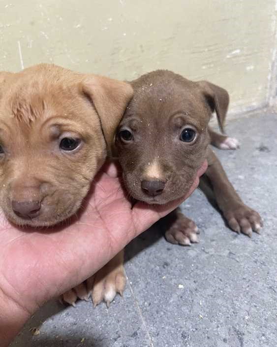 Pitbull