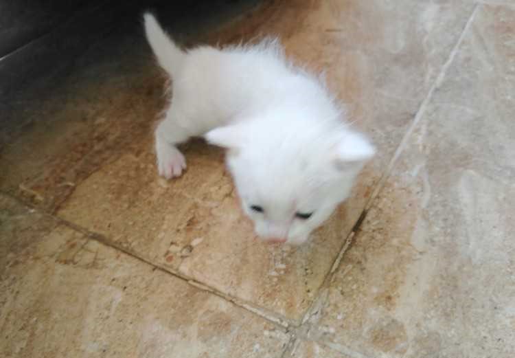 Chatton angaura pure