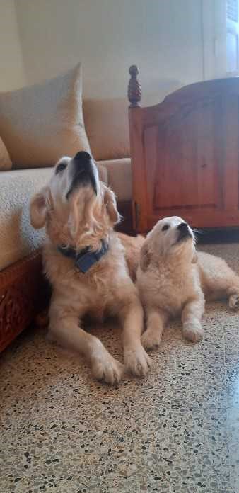 Golden Retriever