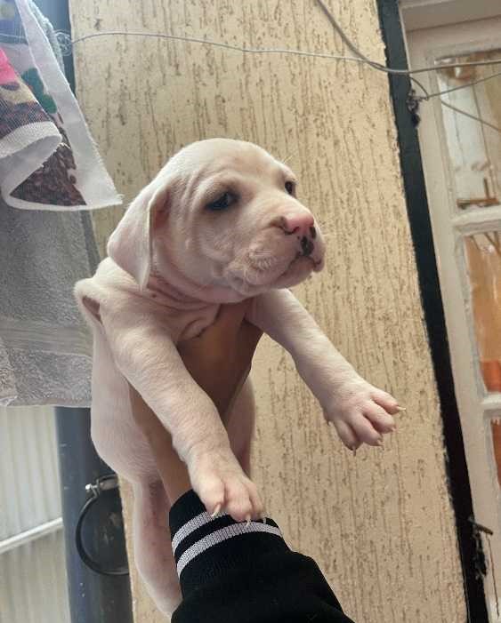 Dog argontino female