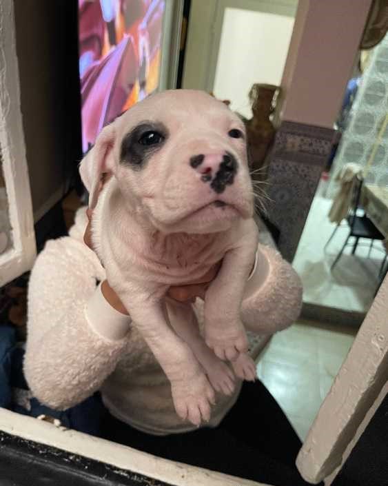 Dog argontino female