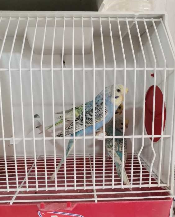 Perruche Spangale golden tufted