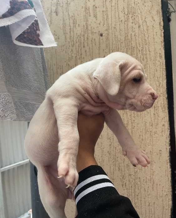 Dog argontino female