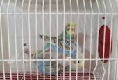 Perruche Spangale golden tufted