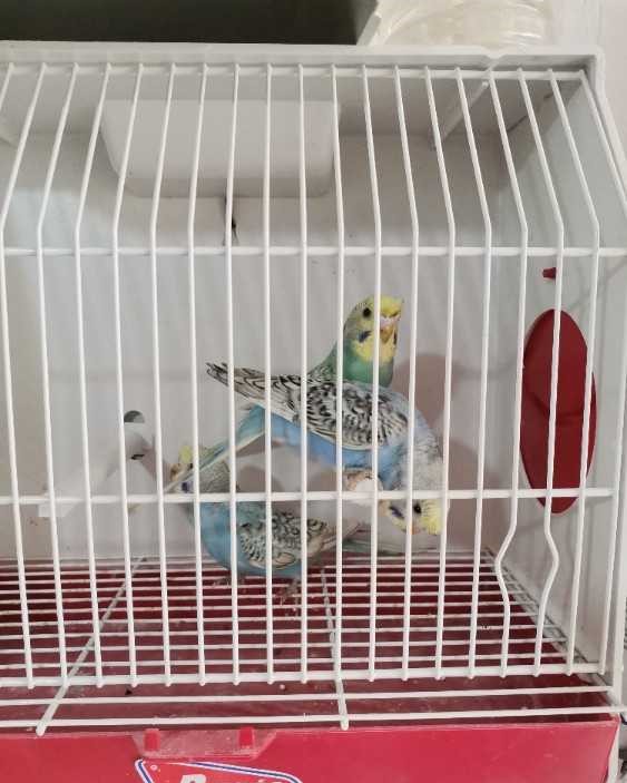 Perruche Spangale golden tufted