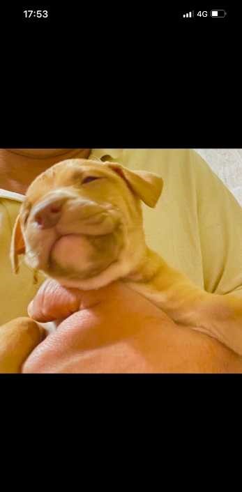Pitbull