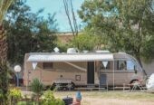 Camping olive trees