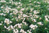 Nerium oleander (laurier )