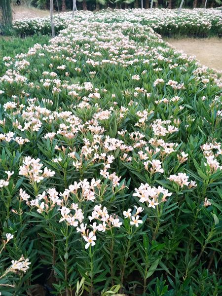 Nerium oleander (laurier )