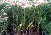Nerium oleander (laurier )