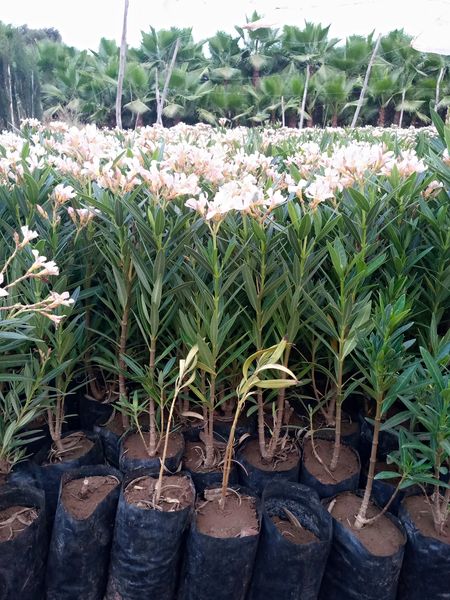 Nerium oleander (laurier )