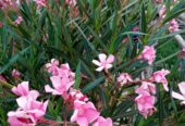Nerium oleander (laurier )