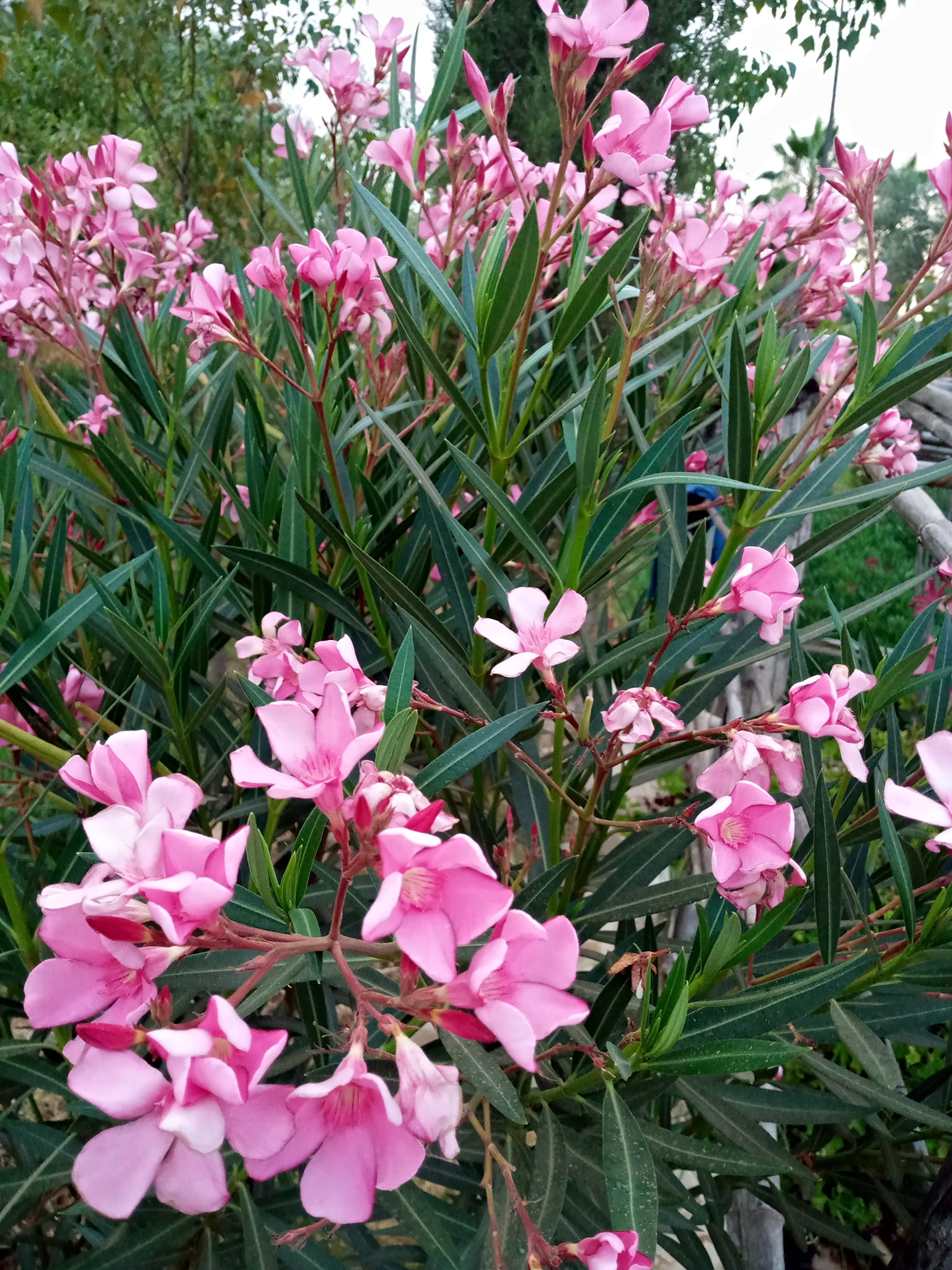 Nerium oleander (laurier )