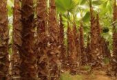 PALMIERS WASHIGTONIA