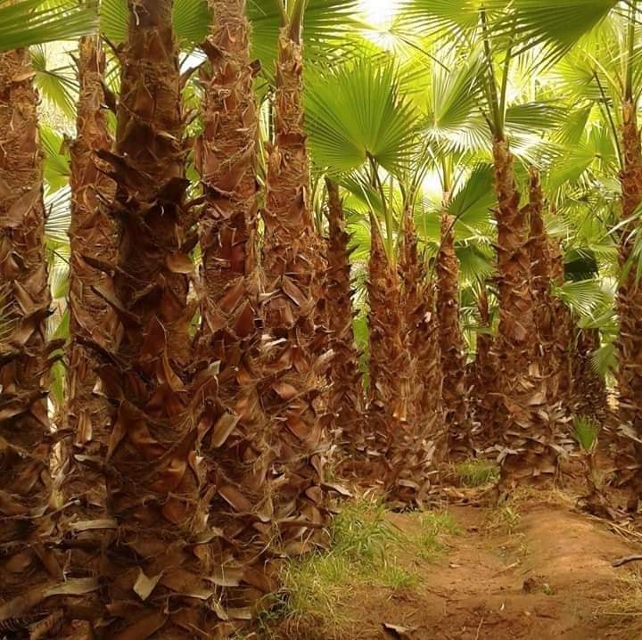 PALMIERS WASHIGTONIA