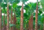 PALMIERS WASHIGTONIA