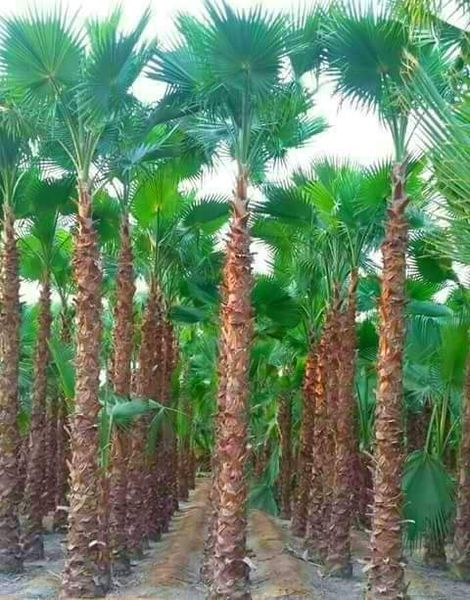 PALMIERS WASHIGTONIA