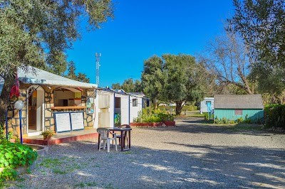 Camping olive trees